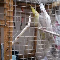 عروس هلندی مولد|پرنده|زاهدان, |دیوار