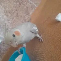 عروس هلندی نر