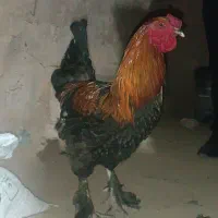 خروس لاری پاپر