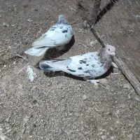 سور|پرنده|بم, |دیوار