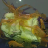 کت پوزه بوته ای بلوآیز