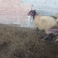 فروش گوسفند|حیوانات مزرعه|قائمشهر, |دیوار