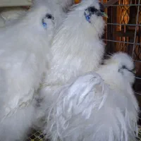 تخم نطفه دار کوشین و ابریشمی|حیوانات مزرعه|خمینیشهر, |دیوار