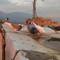 کفتر یا کبوتر معاوضه وفروش