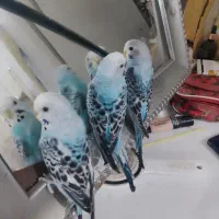 مرغ عشق هلندی|پرنده|خوی, |دیوار