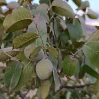 مشارکت در اقامتگاه بومگردی