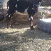 گوساله سیاه سفید