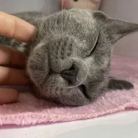 گربه واگذاری