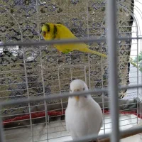 مرغ عشق|پرنده|صومعه‌سرا, |دیوار