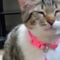 واگذاری رایگان گربه فوری