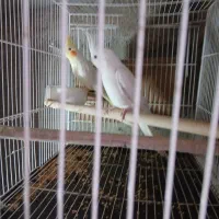 بی جواب|پرنده|آزادشهر, |دیوار