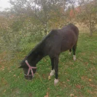 فروش اسب و کره اسب|اسب و تجهیزات اسب‌سواری|چناران, |دیوار