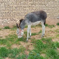 کره الاغ نر خیلی اروم