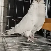 نر نوک قناری فروشی|پرنده|شهریار, رزکان|دیوار