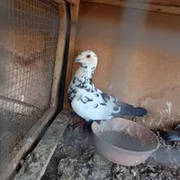 کبوتر|پرنده|گناباد, |دیوار