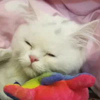 گربه نر و ماده نژاد دار
