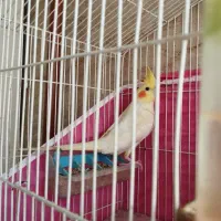 طوطی عروس نر رام و دستی|پرنده|صومعهسرا, |دیوار