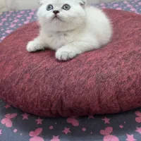 بریتیش واسکاتیش های چشم آبی اصیل