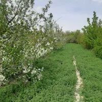 فروش باغ|فروش زمین و ملک کلنگی|گلمکان, |دیوار