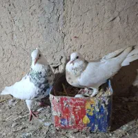 طوقی هفت رنگ