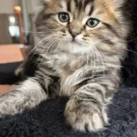 گربه اسکاتیش وهیمالین