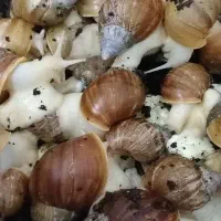 حلزون
