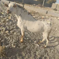 پازن صلاله|حیوانات مزرعه|جم, |دیوار