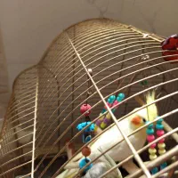 عروس هلندی