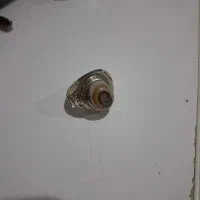انگشتر نقره باباقوری