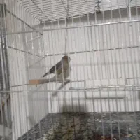 قناری نروماده مست|پرنده|بومهن, |دیوار