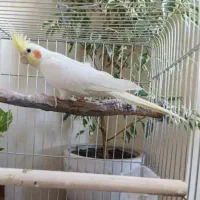 عروس هلندی لوتینو1ساله