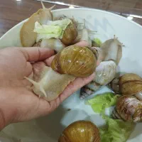حلزون درمانی