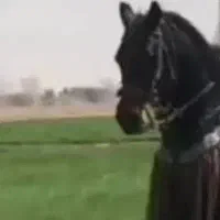 نریان کرد سواری دار