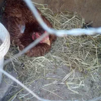 مرغ خانگی و خروس500مفت