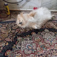 سگ پامرنر