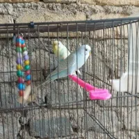 مرغ عشق|پرنده|شیروان (خراسان), |دیوار