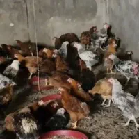 مرغ تخمگذار و جوجه خروس