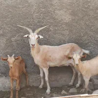 بز و بزغاله