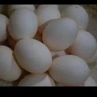 تخم مرغ محلی