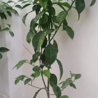 درختهای اپرتمانی پرتقال