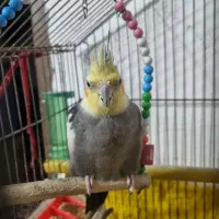 پرنده‌(عروس‌هلندی)|پرنده|طبقده, |دیوار