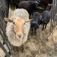 فروش فوری12عدد گوسفند رومانوف