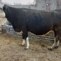 گاوسمینتال شکم سوم ۲۰ روزمانده ب زایمان|حیوانات مزرعه|ارومیه, |دیوار