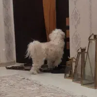 سگ نژاد ترکیبی شیتزو پودل بسیار جذاب و دوست داشتنی|سگ|تبریز, |دیوار