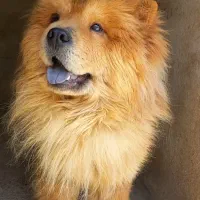 چاوچاو نر و ماده بالغ|سگ|رودهن, |دیوار