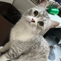 واگذاری گربه نژاد پرشین اسکاتیش|گربه|کرمان, |دیوار