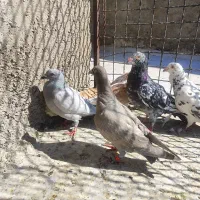 کبوتر کله کنی|پرنده|شیراز, کوزه گری|دیوار