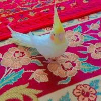فروش عروس هلندی