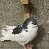 جون ناموست الکی پیام نده کفتر|پرنده|سبزوار, قصبه شرقی|دیوار