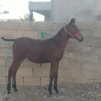 کره مادیان قره کهر هفت ماهه نوه سیوان فیضی